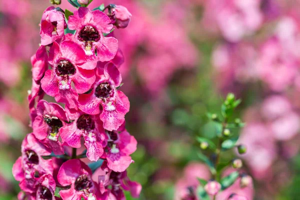 Angelonia Serena Flower Garden Sunny Summer Spring Day — Stock Photo, Image