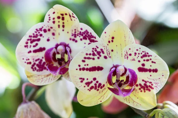 Fleurs Orchidée Dans Jardin Phalaenopsis Orchidaceae — Photo