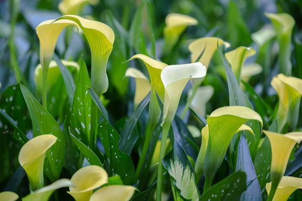 Mazzo Gigli Gialli Calla Zantedeschia Giardino — Foto Stock