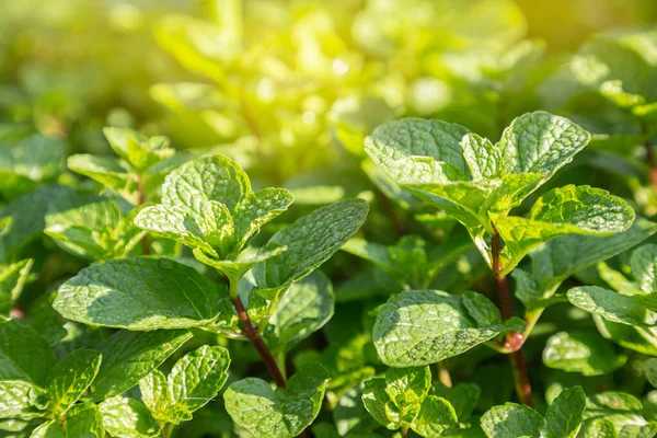 Cerca Hojas Menta Planta Crecen Huerta Orgánica —  Fotos de Stock