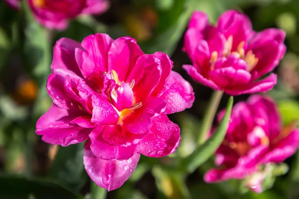 Des Tulipes Colorées Par Jour Printemps Venteux — Photo