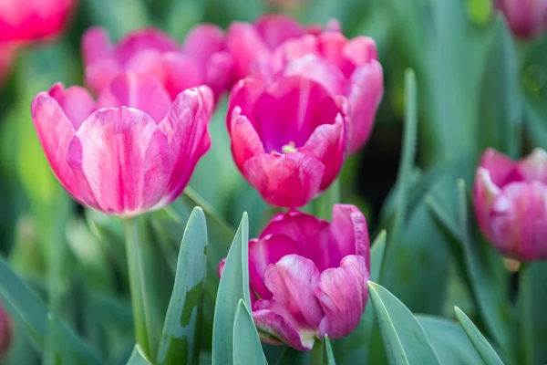 Színes Tulipánok Egy Szeles Tavaszi Napon — Stock Fotó