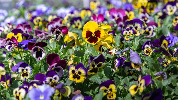 Bunga Viola Taman Pada Musim Panas Atau Musim Semi Yang Stok Lukisan  