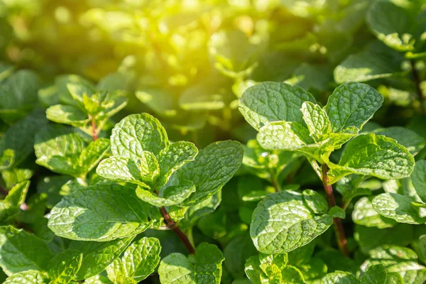 Planta Hojas Menta Crecen Huerta Orgánica —  Fotos de Stock