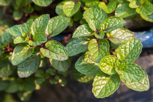 Les Feuilles Menthe Poussent Dans Potager Biologique — Photo