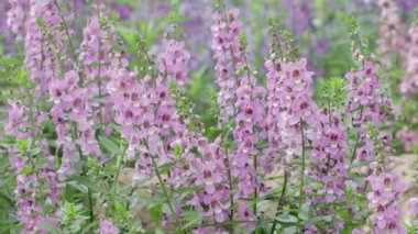 Angelonia Serena 'nın çiçekleri güneşli yaz ya da bahar gününde bahçede