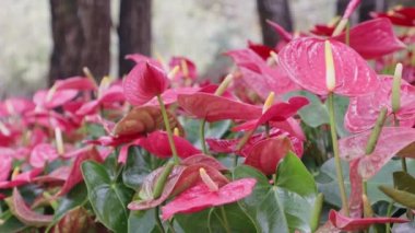 Red Anthurium Bahçede çiçek açıyor