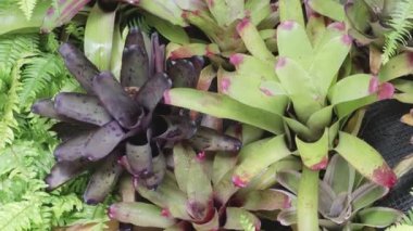 Bromeliad çeşitli renklerde güneşli yaz ve bahar günlerinde bahçede
