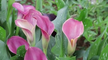 Bahçede bir buket pembe zambak (zantedeschia)