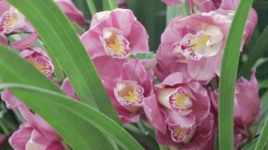 Bahçedeki orkide çiçekleri. Cymbidium Orchidaceae