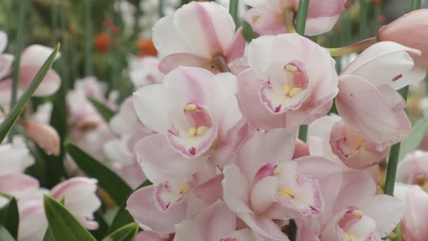 Flores Orquídea Jardín Cymbidium Orchidaceae — Vídeos de Stock