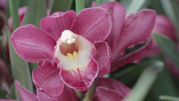 Kwiaty Storczyka Ogrodzie Cymbidium Orchidaceae — Wideo stockowe