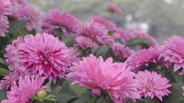 Dahlia Blomma Trädgården Våren Dag — Stockvideo