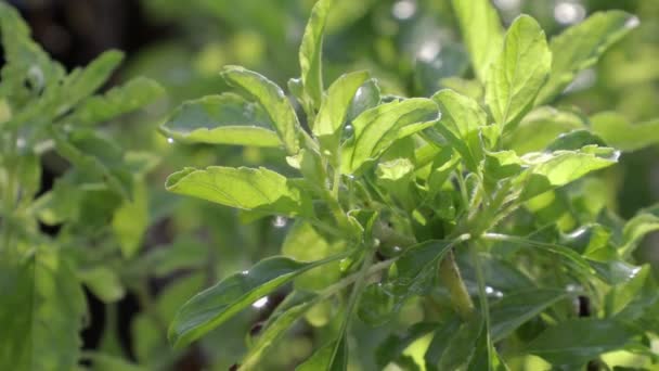 Čerstvě Zelená Svatá Bazalka Dovolenou Nebo Ocimum Svatyně Zeleninové Zahradě — Stock video