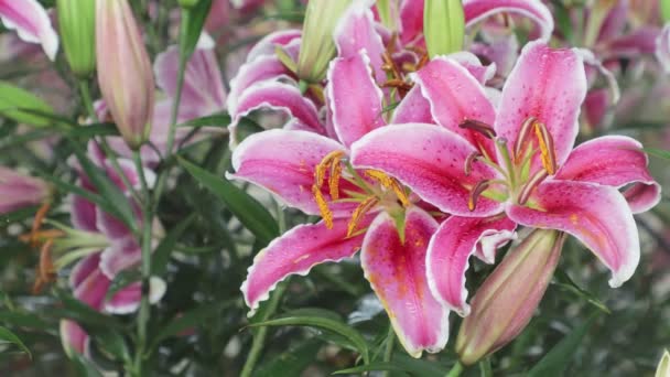 Fermer Fleur Lis Fleurissant Dans Jardin Jour Printemps — Video