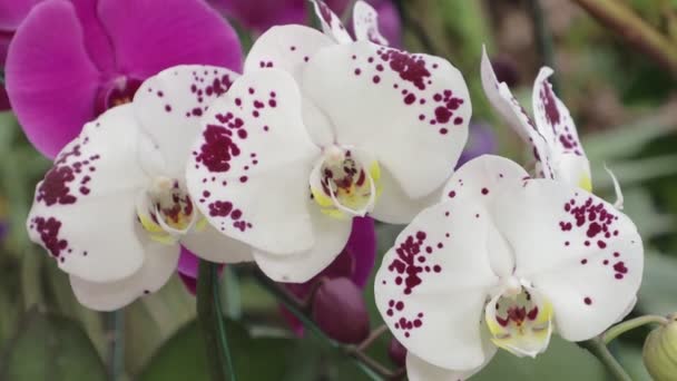 Flores Orquídeas Jardim Phalaenopsis Orchidaceae — Vídeo de Stock