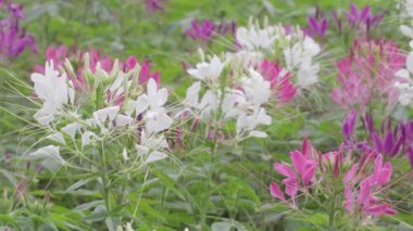 Güzel örümcek çiçekleri veya Cleome spinosa bahar günü