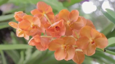 Orkide bahçesindeki orkide çiçeği kışın ya da ilkbaharda. Vanda Orkidesi