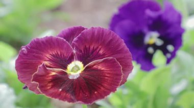Bahar bahçesinde Viola çiçekleri