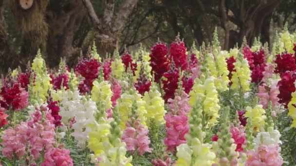 Flores Snapdragon Jardim Dia Primavera Antirrinum Majus — Vídeo de Stock