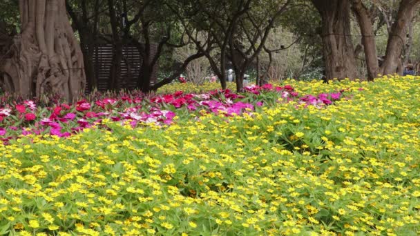 春天城市公园里的黄花 — 图库视频影像