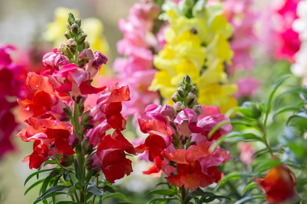 Саду Расцветают Цветки Antihinum Majus Snapdragon Лицензионные Стоковые Фото