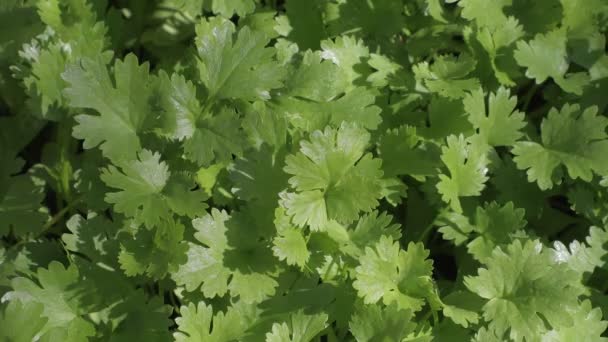Roślina Kolendry Ogrodzie Warzywnym Organiczne Tło Liści Kolendry — Wideo stockowe