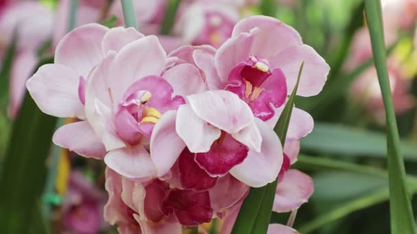 Λουλούδια Ορχιδέας Στον Κήπο Cymbidium Orchidaceae — Αρχείο Βίντεο