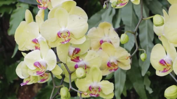 Fiori Del Orchid Nel Giardino Phalaenopsis Orchidaceae — Video Stock