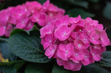 Güzel Hydenyia çiçekleri baharda bahçede açar.