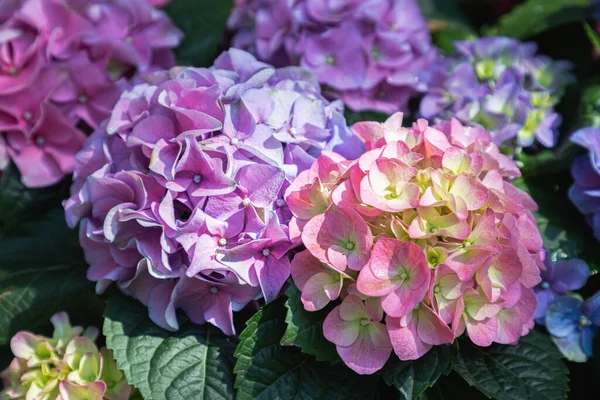 Όμορφα Λουλούδια Hydenyia Ανθίζουν Στον Κήπο Την Ανοιξιάτικη Μέρα Φωτογραφία Αρχείου