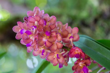 Orkide bahçesindeki orkide çiçeği kışın ya da ilkbaharda. Rhynchostylis Orkidesi