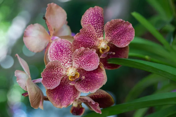 Orchid flower in orchid garden at winter or spring day. Vanda Orchidaceae