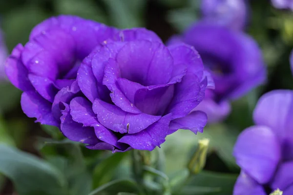 Lisianthus Flores Estão Florescendo Jardim Dia Primavera — Fotografia de Stock