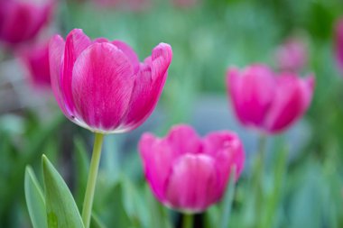 Güneşli bir yaz ya da bahar gününde bahçede açan renkli lalenin muhteşem manzarası.