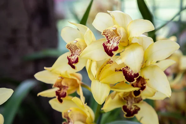 Fleur Orchidée Dans Jardin Orchidée Jour Hiver Printemps Cymbidium Orchidaceae — Photo