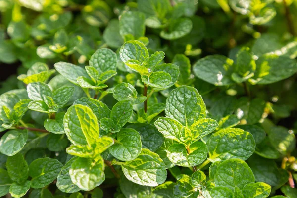 Les Feuilles Menthe Poussent Dans Potager Biologique — Photo