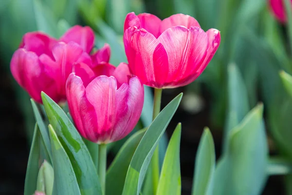 Színes Tulipán Virág Kertben Napsütéses Nyári Vagy Tavaszi Napon — Stock Fotó