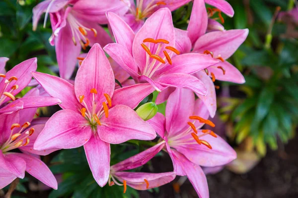 Bunga Lily Merah Muda Yang Indah Dengan Latar Belakang Daun Stok Gambar