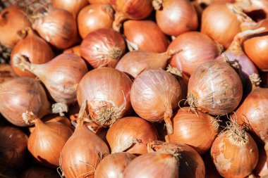 Taze çiğ soğan yakın.
