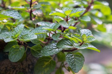 Nane yaprakları organik sebze bahçesinde yetişir.