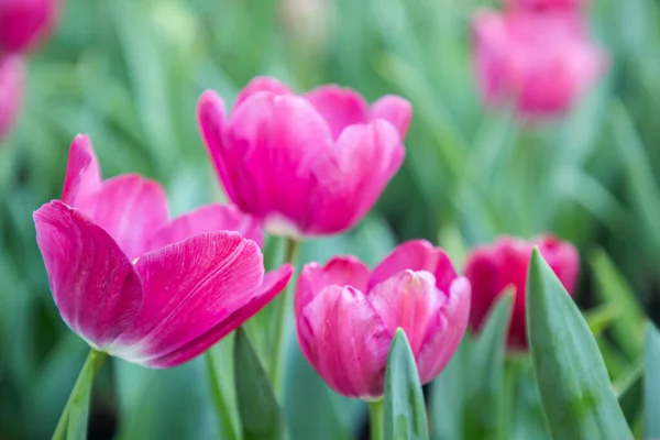 Zárja Virágok Háttér Csodálatos Kilátás Színes Tulipán Virágzik Kertben Napos — Stock Fotó