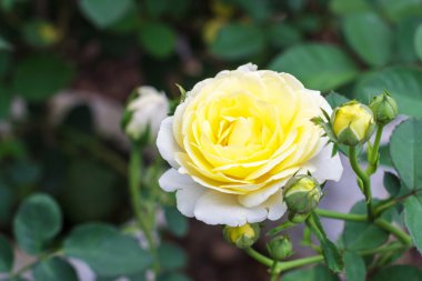 Beyaz sarı gül bahçesinde