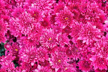 Colorful pink Aster flowers. clipart