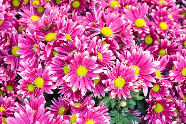 Flor rosa com pétalas finas longas e um centro amarelo — Fotografia de Stock