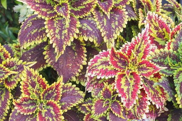 Latar belakang Nettle Dilukis atau Coleus — Stok Foto