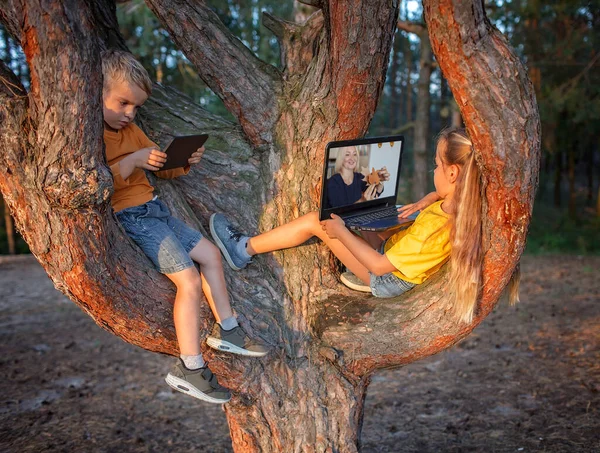 Két Testvér Fán Erdőben Digitális Eszközök Segítségével Tanul Laptop Vagy — Stock Fotó