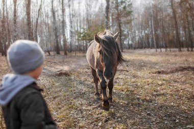 Küçük çocuk vahşi atı elden, biyosferden, doğal yaşamdan arıyor ve besliyor.