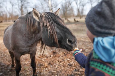 Küçük çocuk vahşi atı elden, biyosferden, doğal yaşamdan arıyor ve besliyor.
