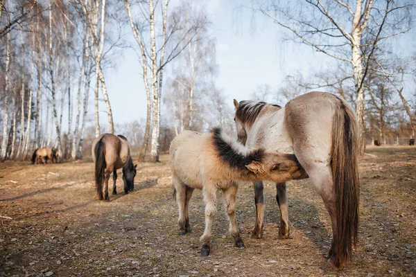 La jument sauvage nourrit le poulain, troupeau d'animaux sauvages dans la forêt, réserve de biosphère, faune — Photo